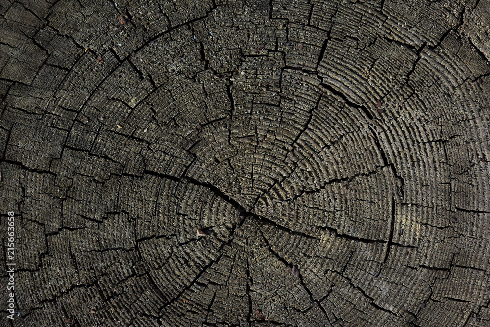 Tree rings old weathered wood texture with the cross section of a cut log. dark background