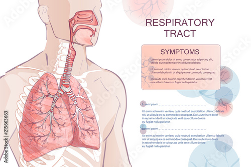 vector human Respiratory System