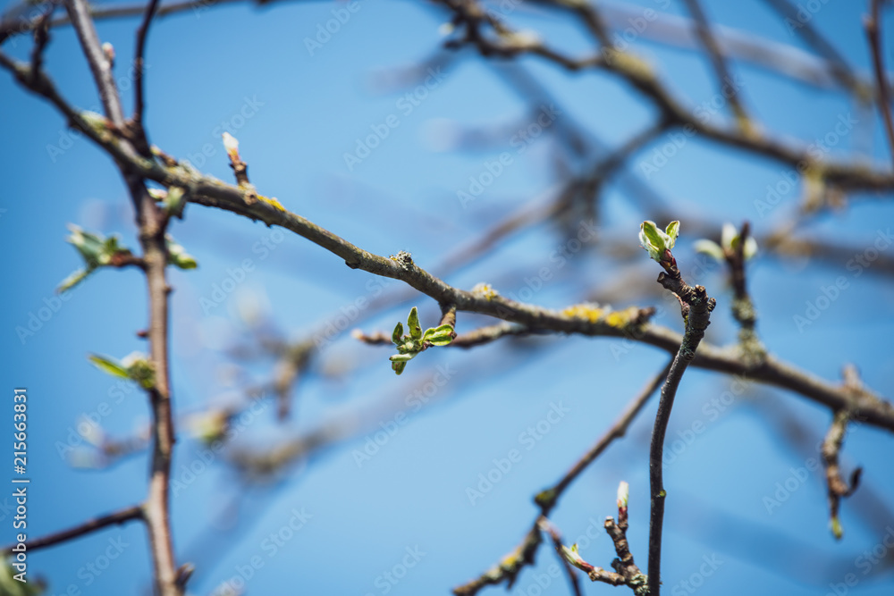spring blossoms and leaves on birch trees on blur background spring blossoms and leaves on birch trees on blur background