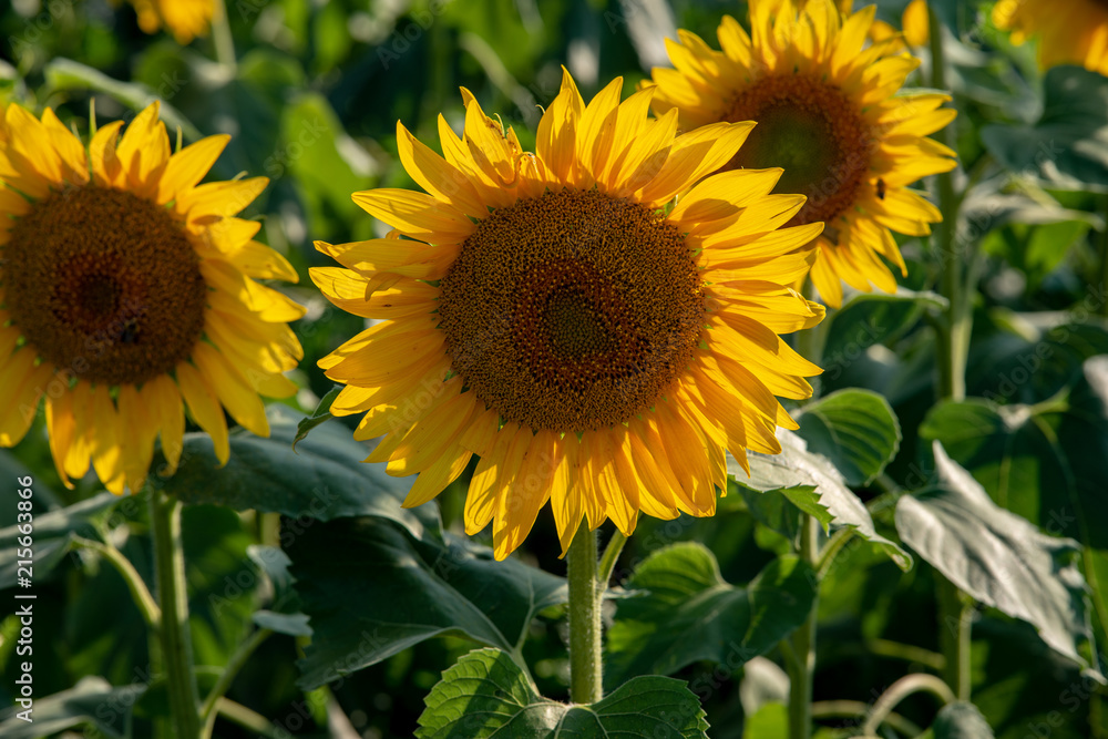 Sun flower Field during sunset hour Sun flower Field during sunset hour