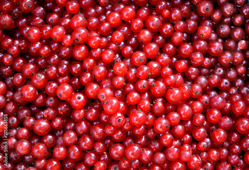 organic red currant, summer background, texture of juicy ripe vitamin berries