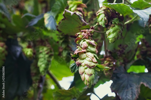Growing green hops on a farm for brewing beer and for other food production.