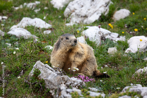 Murmeltier in freier Natur, Gebirge