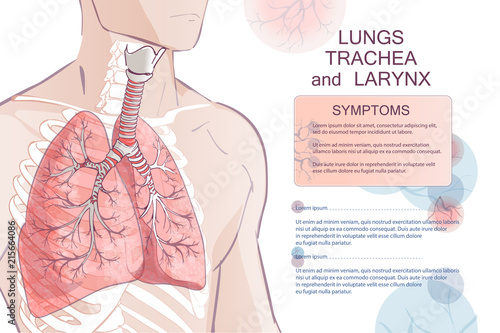 vector human Respiratory System