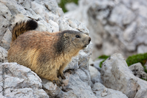 Murmeltier in freier Natur, Gebirge