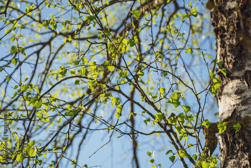 spring blossoms and leaves on birch trees on blur background spring blossoms and leaves on birch trees on blur background