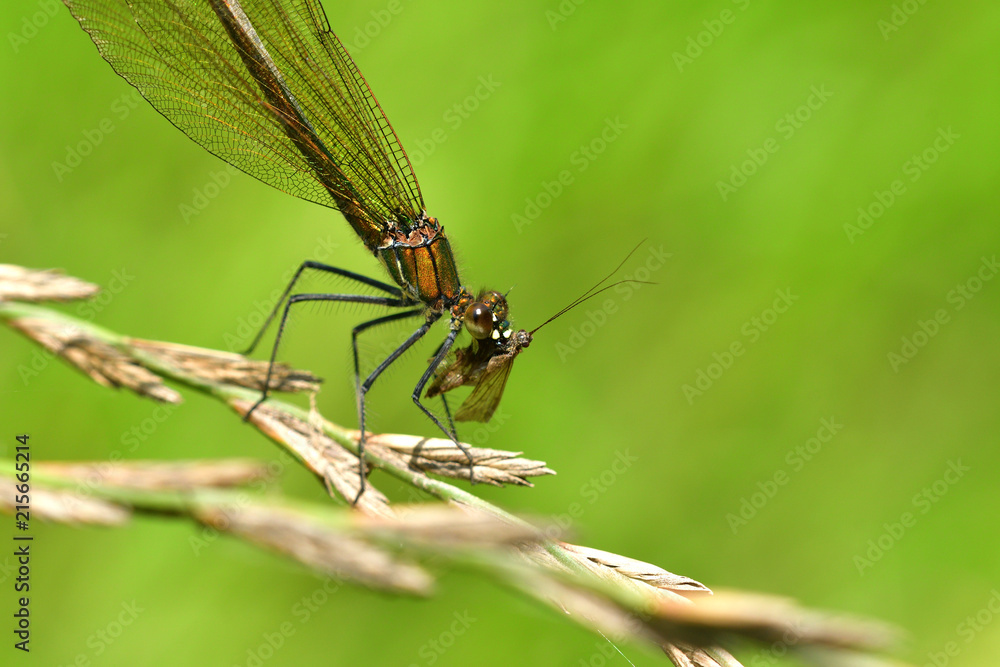 Dragonfly hunting for mosquito and eating a fly