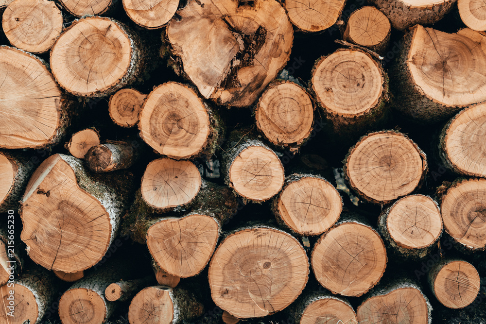 Wooden natural cut logs in forest Wooden natural cut logs in forest