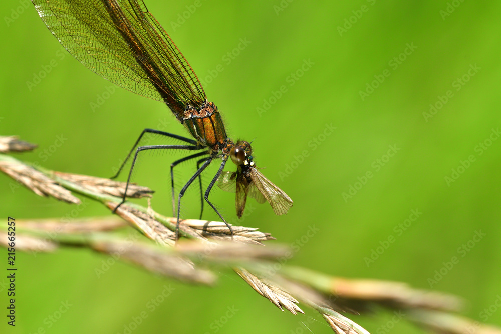 Dragonfly hunting for mosquito and eating a fly Dragonfly hunting for mosquito and eating a fly