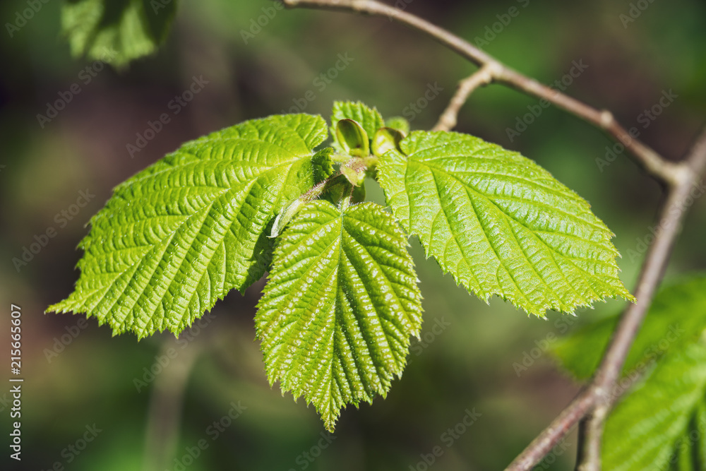 spring blossoms and leaves on birch trees on blur background spring blossoms and leaves on birch trees on blur background
