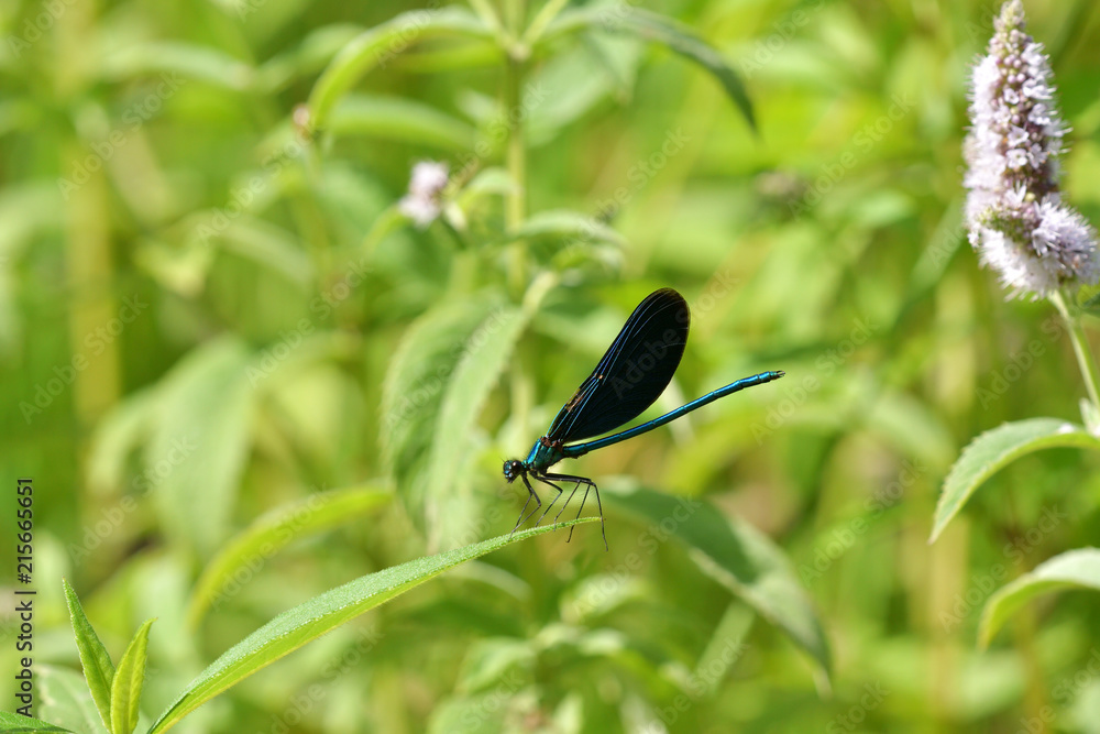Dragonfly sitting on the grass near the water Dragonfly sitting on the grass near the water