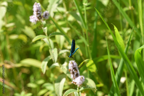 Dragonfly sitting on the grass near the water photo