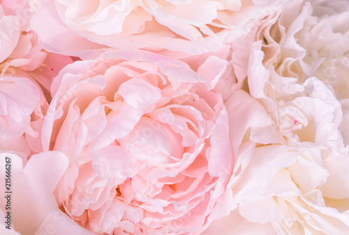 Unfocused blur pink English rose petals, abstract romance background, pastel and soft flower card