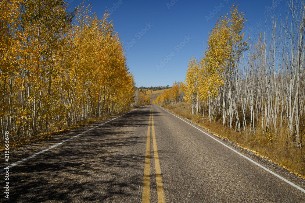 Obraz premium A long road with the aspen trees on the sides of the road. North Rim, Grand Canyon.