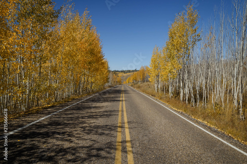 A long road with the aspen trees on the sides of the road. North Rim, Grand Canyon.