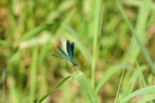 Dragonfly sitting on the grass near the water © Pavol Klimek