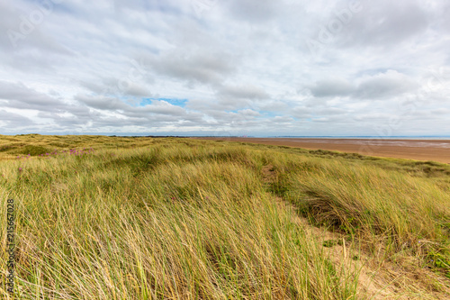 Marram grass on the sand dunes, at Formby beach