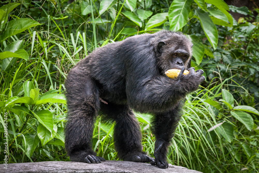 Common Chimpanzee sitting next in the Zoo Common Chimpanzee sitting next in the Zoo