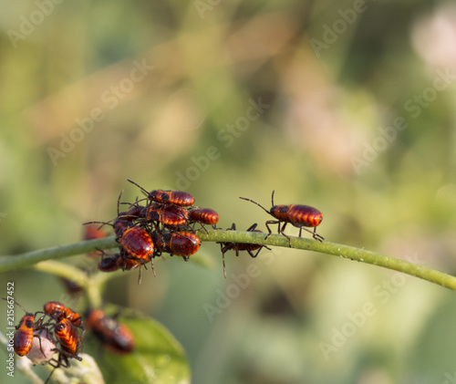 cute red bugs on a plant macro © Serg