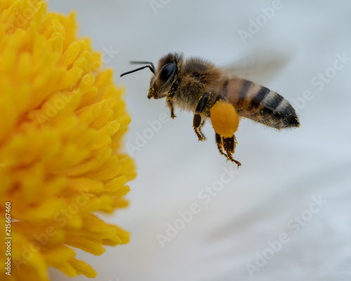 Bee Sees Flower