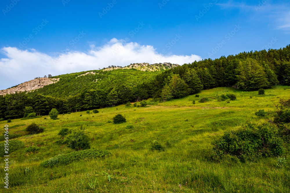 Loricato pines forest in the Pollino national park