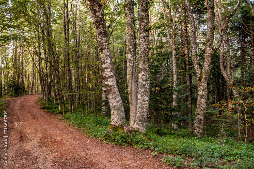 Fototapeta premium Path with beech trees leading to the loricato pines forest in the Pollino national park