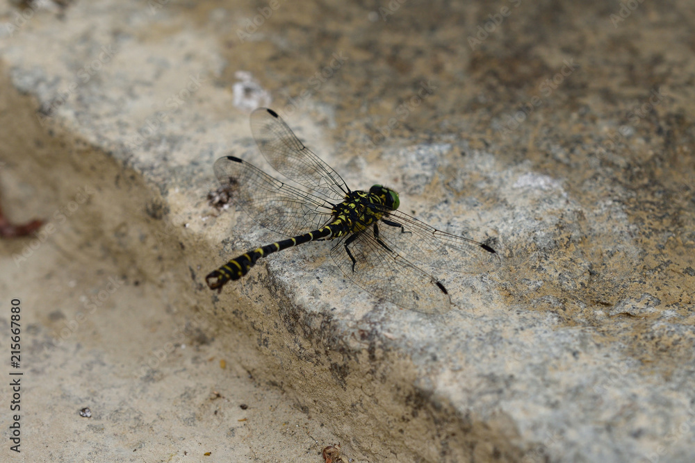 close up Dragonfly with wings sitting on the stick close up Dragonfly with wings sitting on the stick