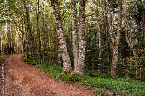 Fototapeta Naklejka Na Ścianę i Meble -  Path with beech trees leading to the loricato pines forest in the Pollino national park