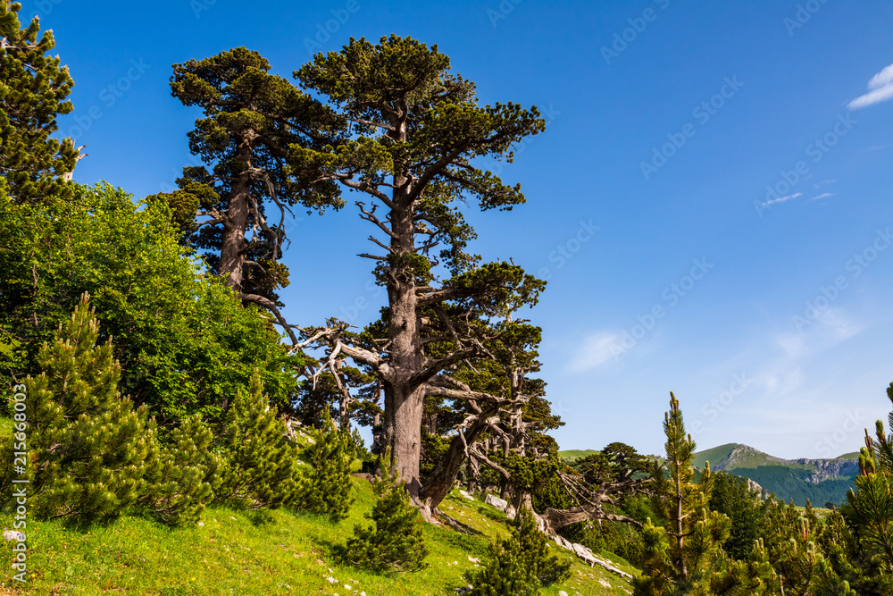 Path with beech trees leading to the loricato pines forest in the Pollino national park