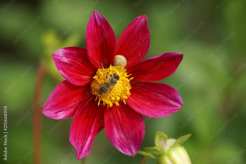 Dahlienblüte mit Biene und Schnecke 10
