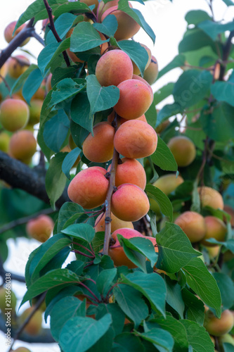 Apricot tree orchard with fresh ripe orange apricots fruits in Apulia, Italy