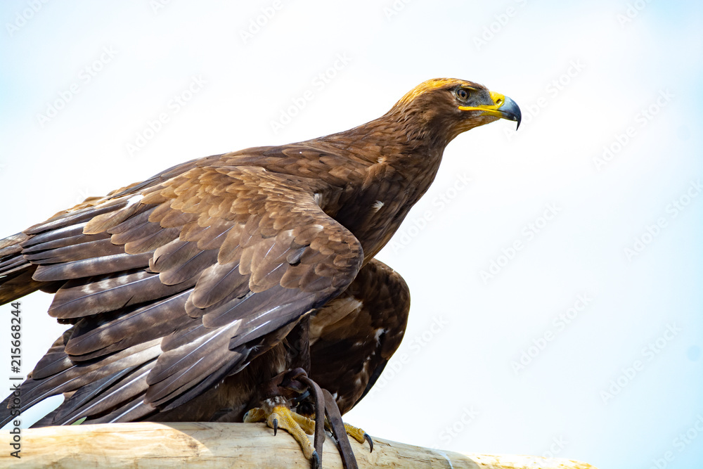 Fototapeta premium Golden eagle, Aquila chrysaetos, one of the best-known&nbsp;large birds of prey&nbsp;in the&nbsp;Northern Hemisphere