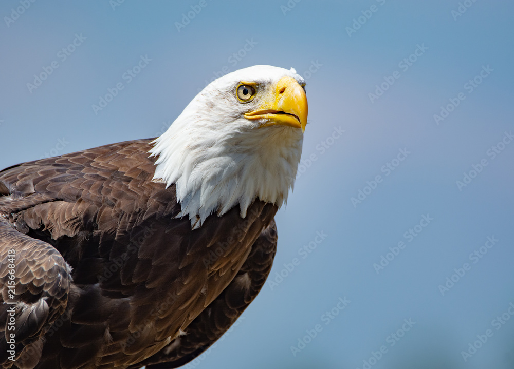 Obraz premium National animal of USA white-tailed big American bald eagle bird close up copy space