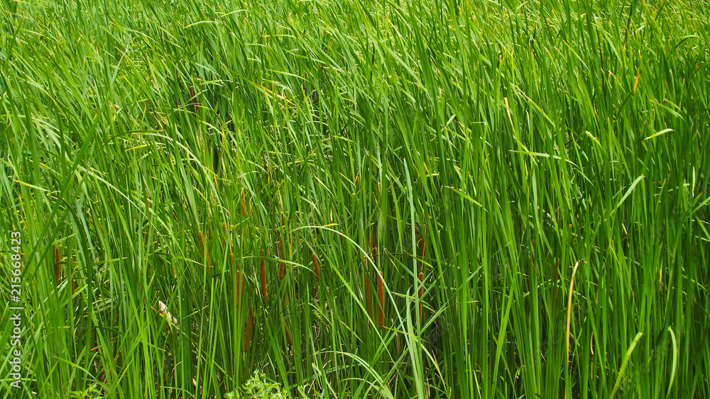 Beautiful reeds on the lake.Natural background. Beautiful reeds on the lake.Natural background.