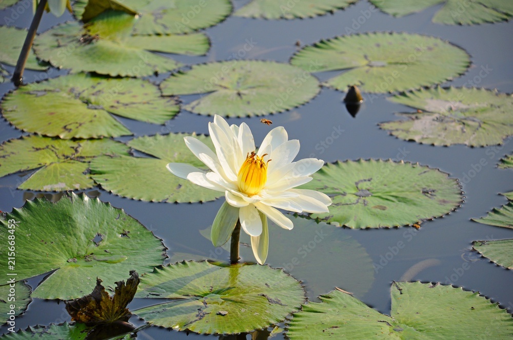 The Blooming Water Lily Flowers and Leaves in Taichung, Taiwan The Blooming Water Lily Flowers and Leaves in Taichung, Taiwan