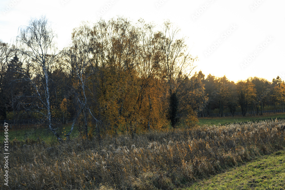 Nature in sunset