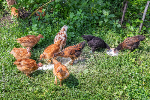 Young chickens consume food on a farm yard_