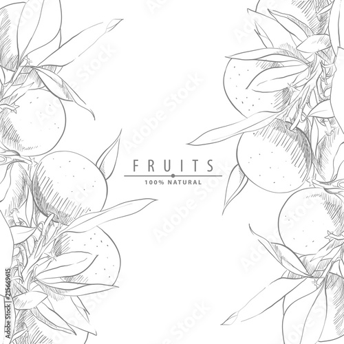 fresh oranges illustration