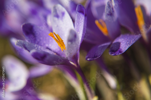 Blossom of crocuses at spring in the mountains