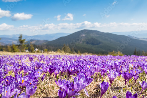 Blossom of crocuses at spring in the mountains