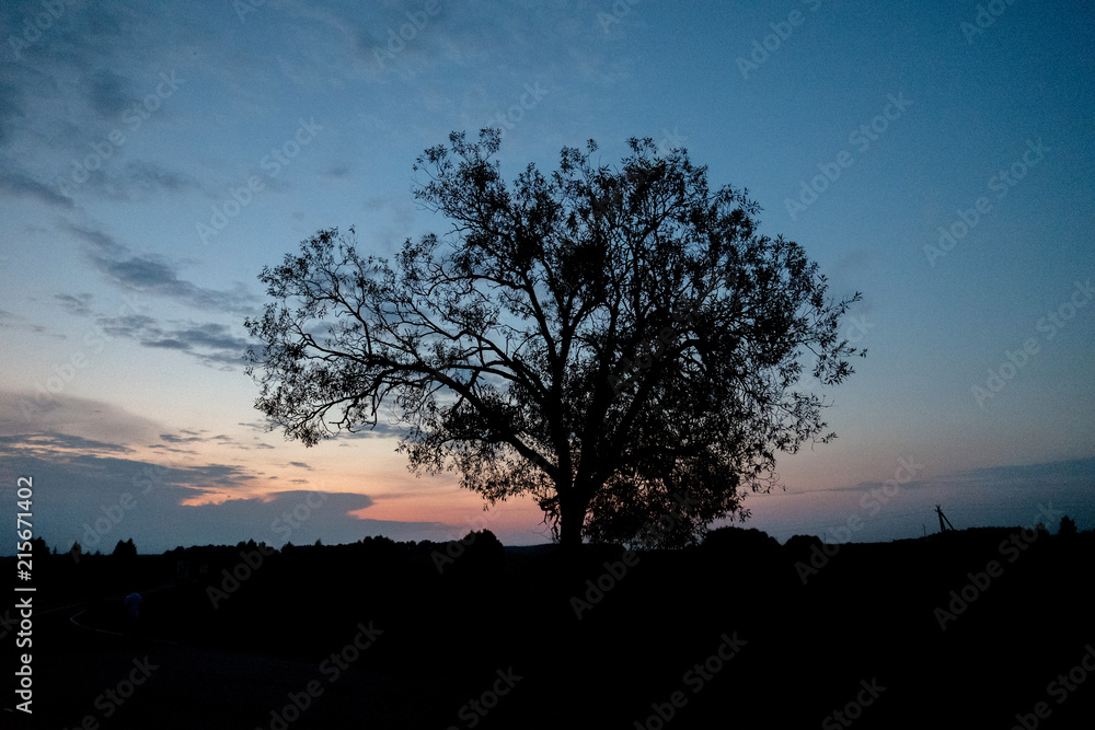 Tree at sunset