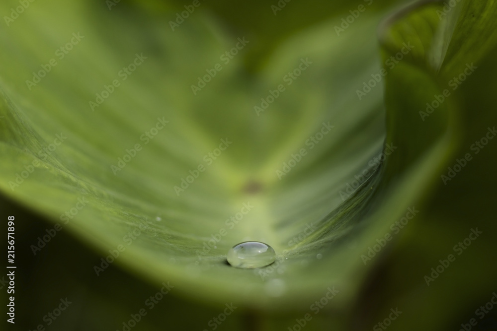 Water drop on green leaflet leaves selective focus. Water drop on green leaflet leaves selective focus.