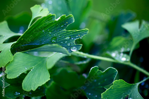 Reflection in water droplets on young leaves of ginkgo biloba. photo