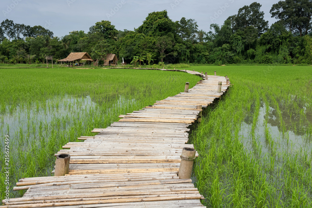 Wooden bridge at paddy rice field, Thailand Wooden bridge at paddy rice field, Thailand