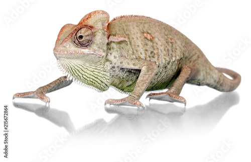 Chameleon Walking Slowly