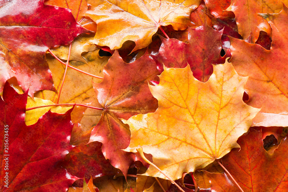 Wet autumn leaves background Wet autumn leaves background