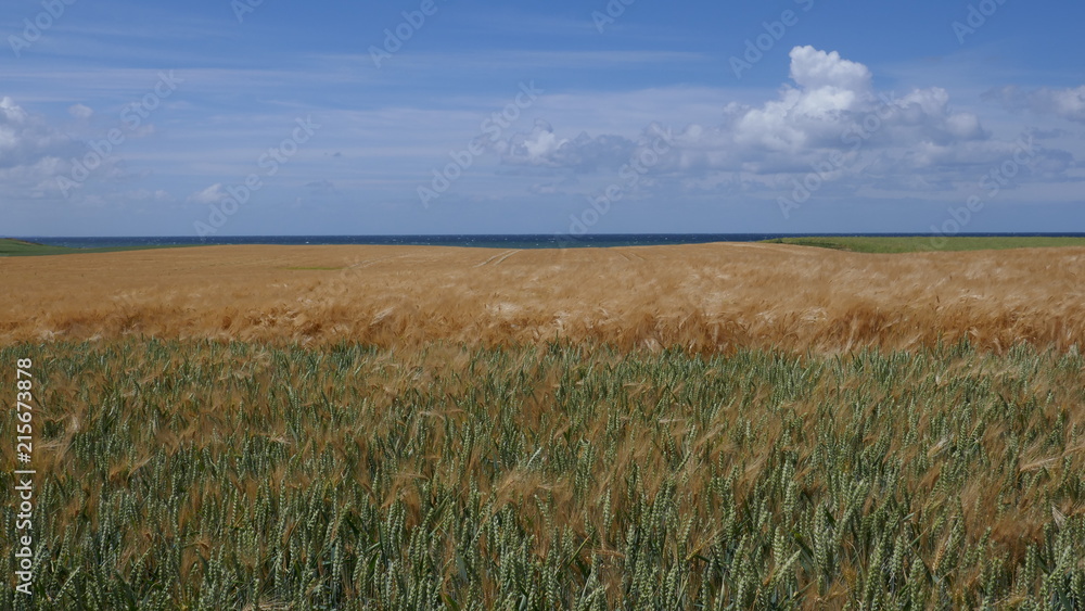 Goldenes Getreidefeld zur Erntezeit.
Getreide im Wind, Gerste, Roggen, Weizen,
Goldenes Getreidefeld zur Erntezeit.
Getreide im Wind, Gerste, Roggen, Weizen,