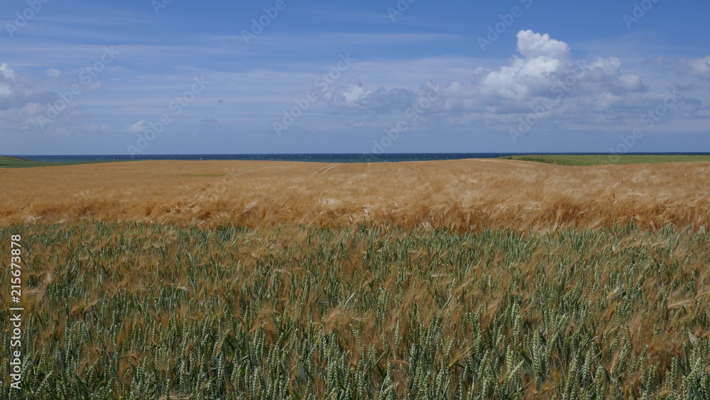 Goldenes Getreidefeld zur Erntezeit. 
Getreide  im Wind,   Gerste, Roggen, Weizen,
