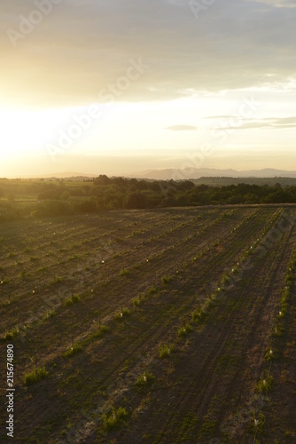 Coucher de soleil sur les vignes
