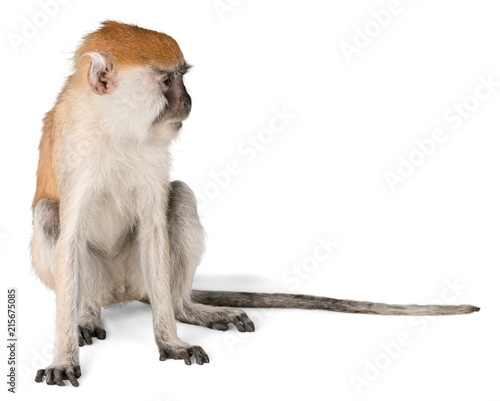 Monkey Sitting - Isolated